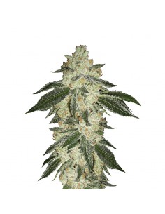Green Crack Auto