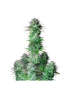 Kosher Cake Auto