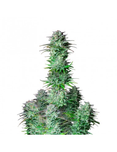 Kosher Cake Auto