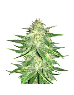 Lemon AK Auto