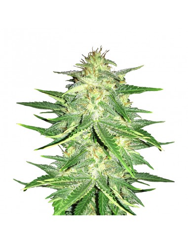 Lemon AK Auto