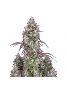 Lemon Pie