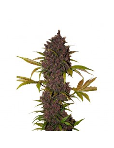 LSD 25 Auto