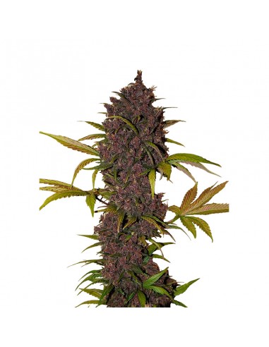 LSD 25 Auto