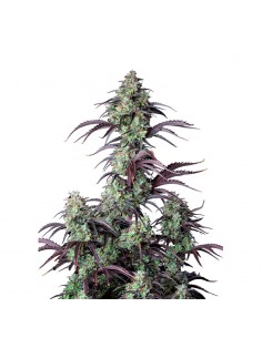 Mimosa Cake Auto