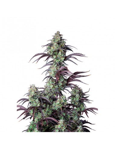 Mimosa Cake Auto