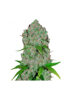 Orange Sherbet Auto