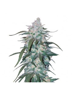Pineapple Express Auto