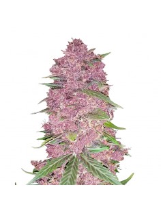 Purple Lemonade