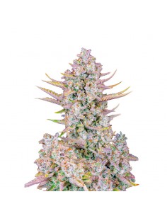 Purple Punch