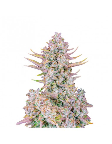 Purple Punch