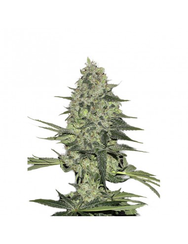Rhino Ryder Auto