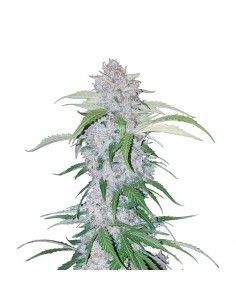 Six Shooter Auto
