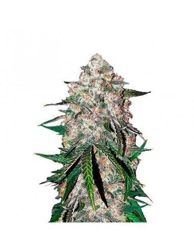 Smoothie Auto