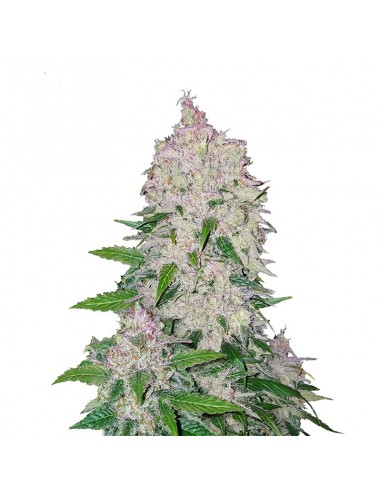 Stardawg Auto