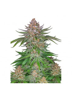 Strawberry Pie