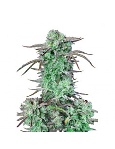 Strawberry Banana