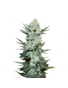 Tangie Auto