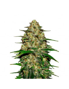 Wedding Cheesecake Auto