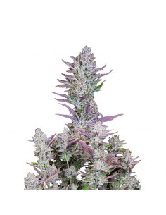 Wedding Glue Auto