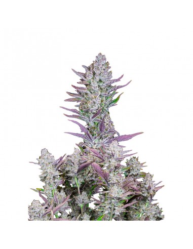 Wedding Glue Auto