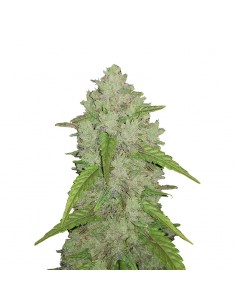 Original Auto Amnesia Haze