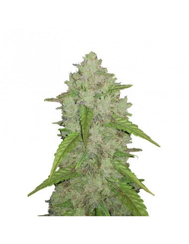 Original Auto Amnesia Haze