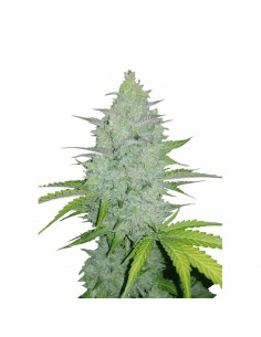 Original Cheese Auto