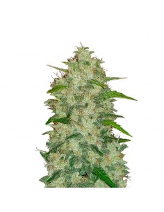 Original Auto Chemdawg