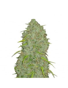Original Auto Jack Herer
