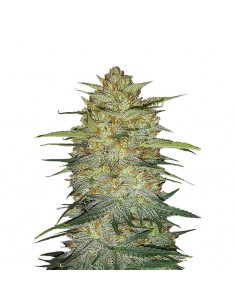 Original Auto Og Kush
