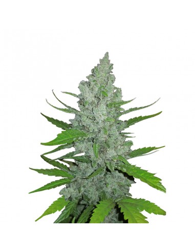 Original Auto Sour Diesel