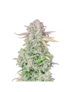 Original Trainwreck