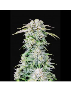 Original Auto Afghan Kush