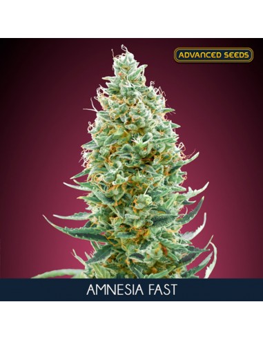 Amnesia Fast