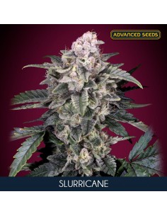 Auto Slurricane