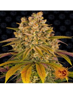 Lemon Tree