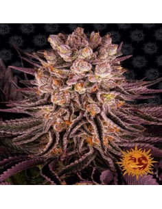 Mimosa x Orange Punch