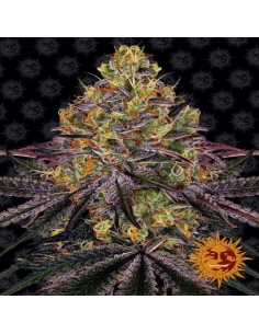 Watermelon Zkittlez