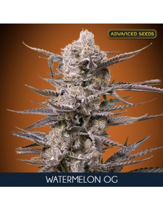 Watermelon OG