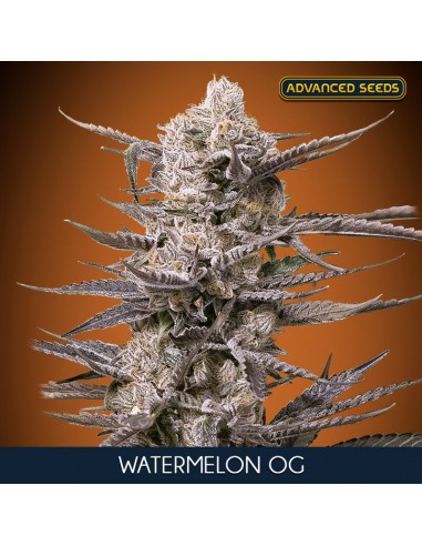 Watermelon OG