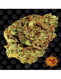 Watermelon Zkittlez Auto
