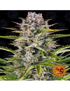 Gorilla Zkittlez Auto