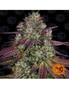 Mimosa Evo