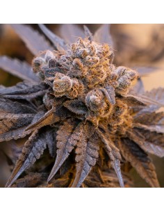 Auto Purple Punch