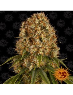 Orange Sherbert