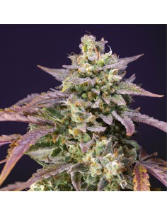 Purple Punch OG XL Auto