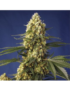 Strawberry Banana Gelato XL...