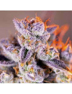 Tropicanna Poison XL Auto