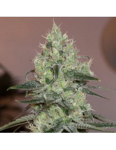 Original Amnesia